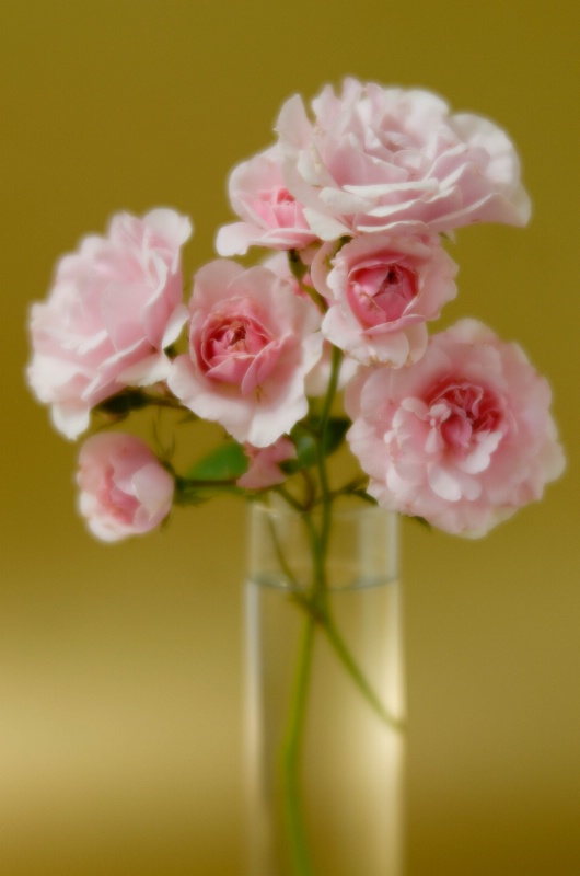 Garden Roses I - ID: 14910923 © Nora Odendahl