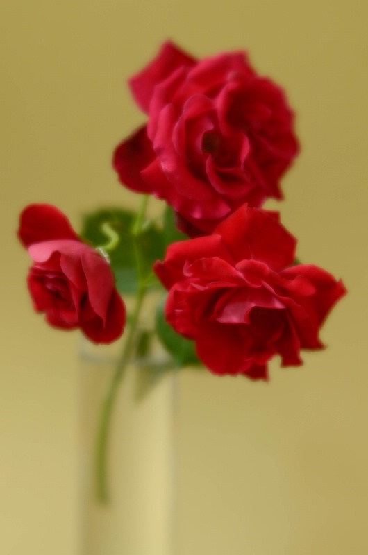 Garden Roses II - ID: 14910924 © Nora Odendahl