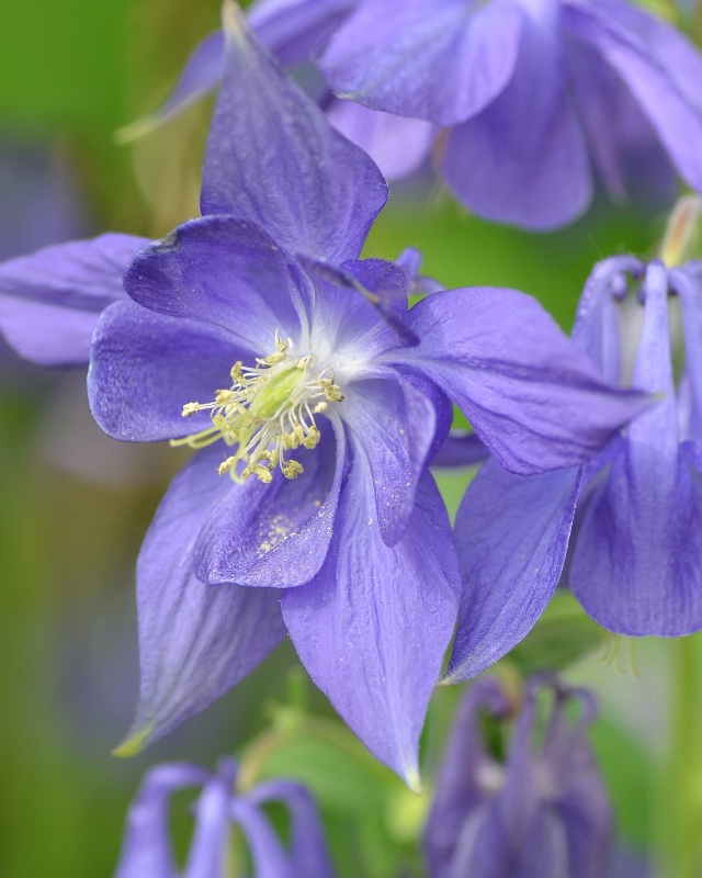 Spring Columbine