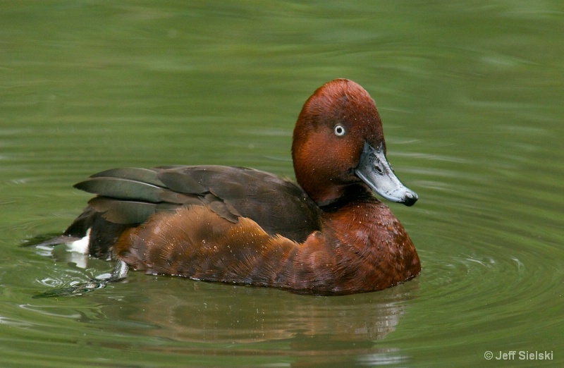  Cruising Along!!   Cinnamon Teal Duck