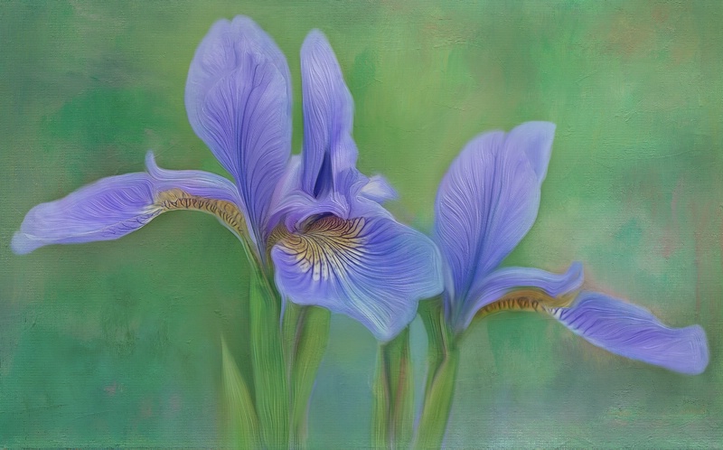 Iris Twins