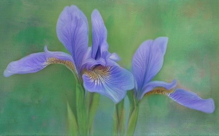 Iris Twins