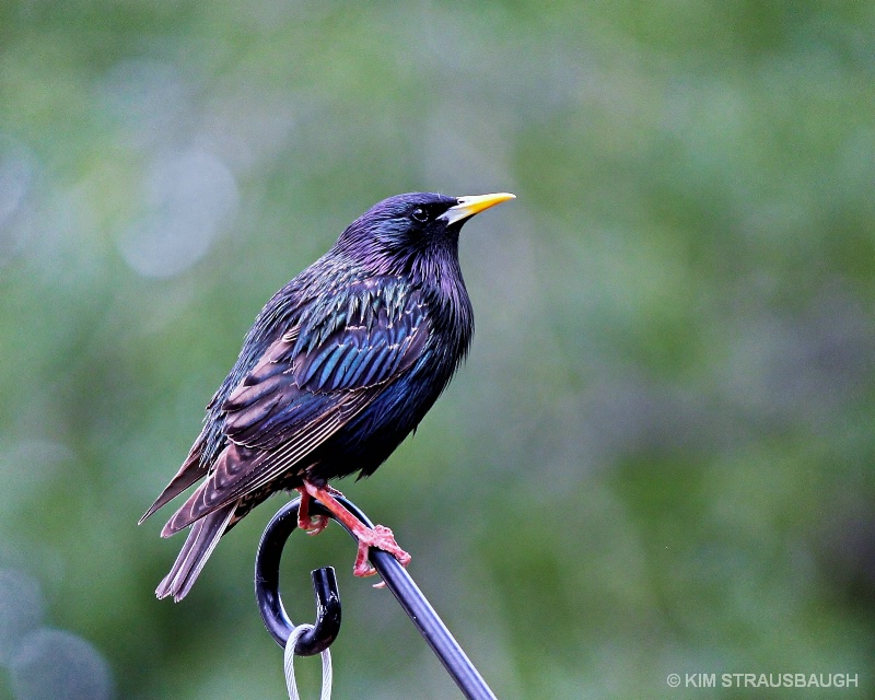 European Starling  