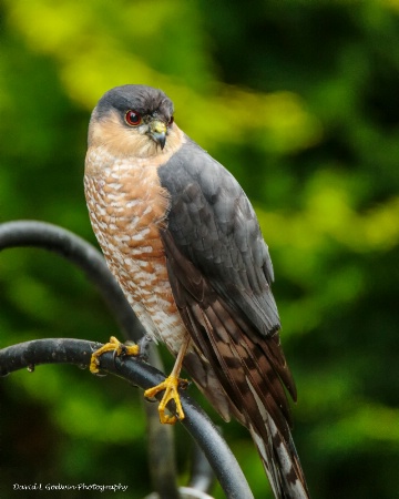 Sharp Shinned Hawk