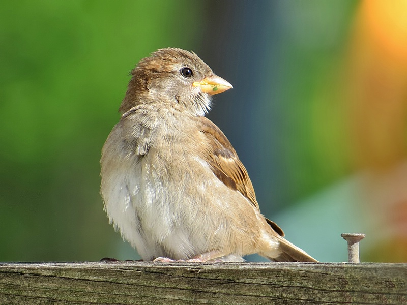 Sparrow Portrait