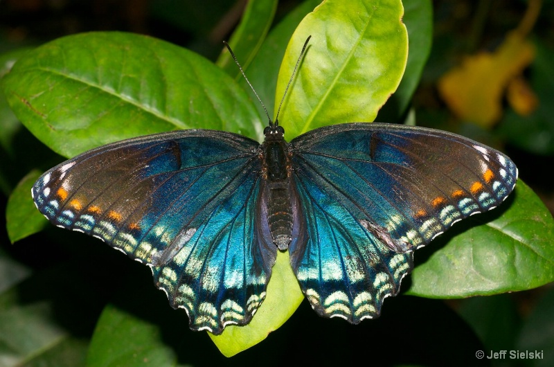 Enjoying Quiet Time!!  Swallowtail Butterfly 