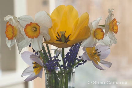 Spring Bouquet - ID: 14912193 © Sheri Camarda