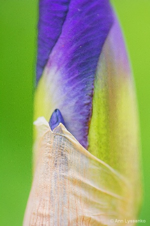 Iris Beginning