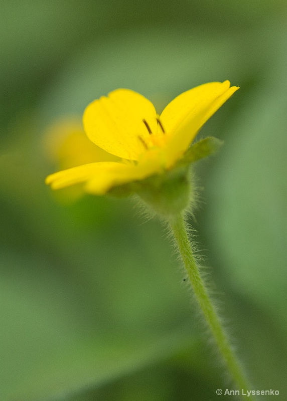 Little Yellow Flower