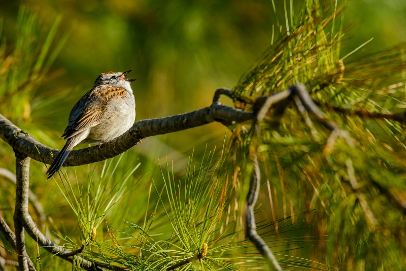 Chipping Sparrow On Pine Branch