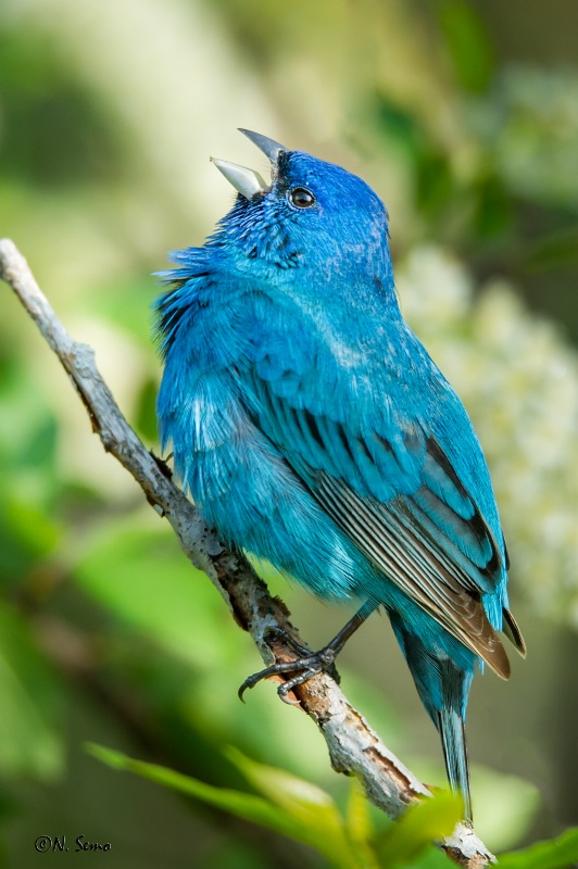 Indigo Bunting