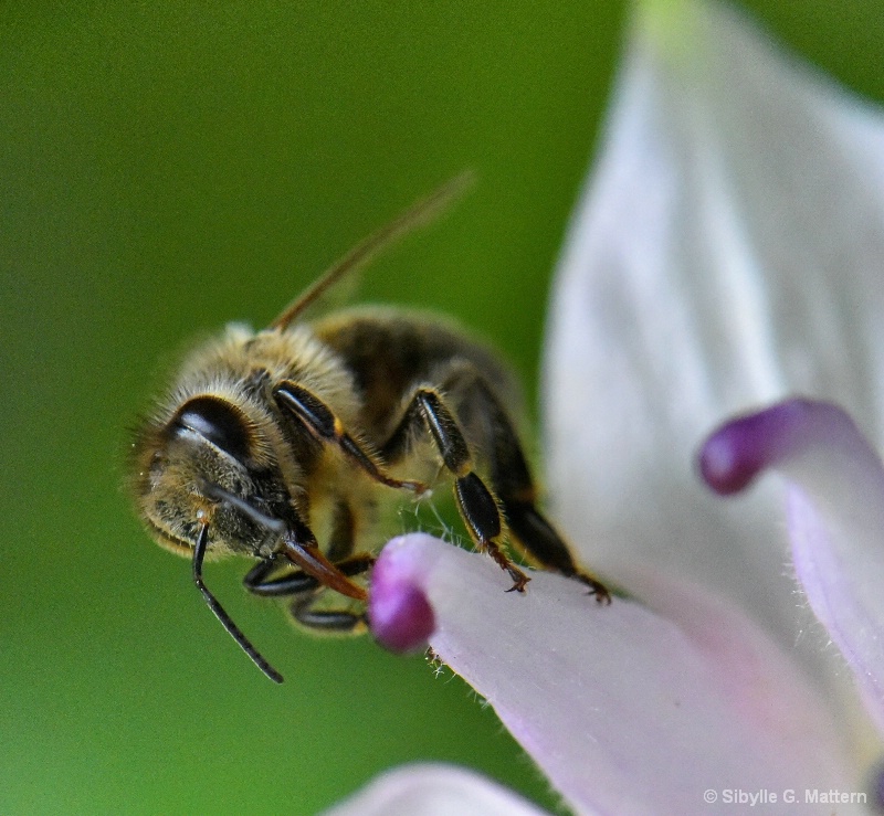 Honeybee on a columbine - ID: 14912324 © Sibylle G. Mattern