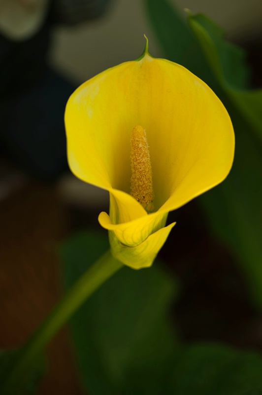 A Graceful Beauty - ID: 14912491 © Rita Hill