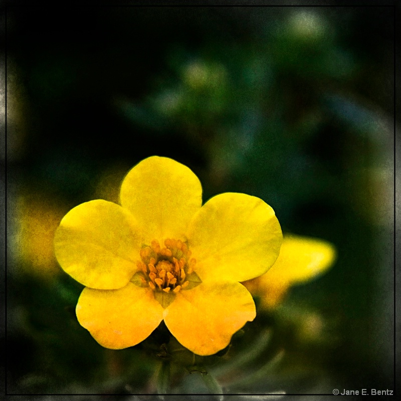 Textured Yellow Flower