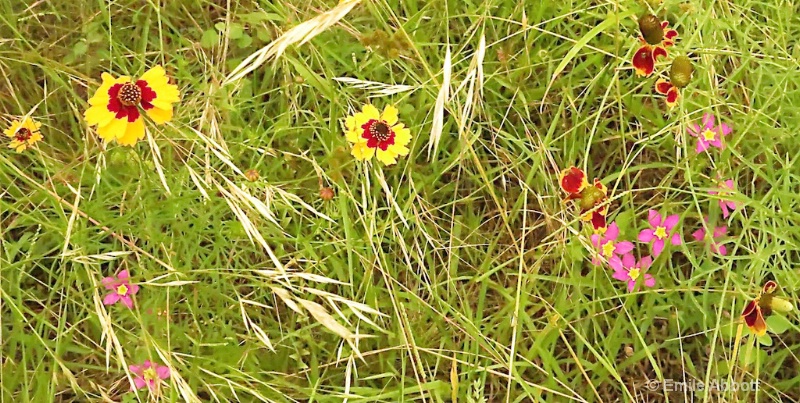 Coreopsis, Buckley Centaury & Mexican Hat