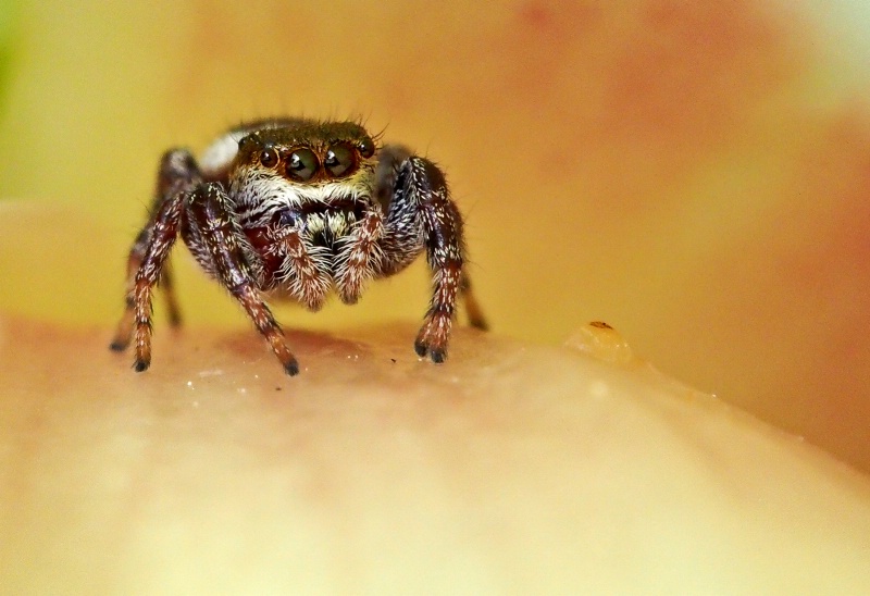 Jumping Spider on a Peony Petal