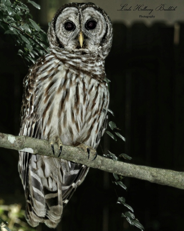 Young  Owl