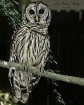 Young  Owl