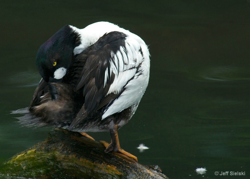 A Little Privacy Please!! Lesser Scaup 