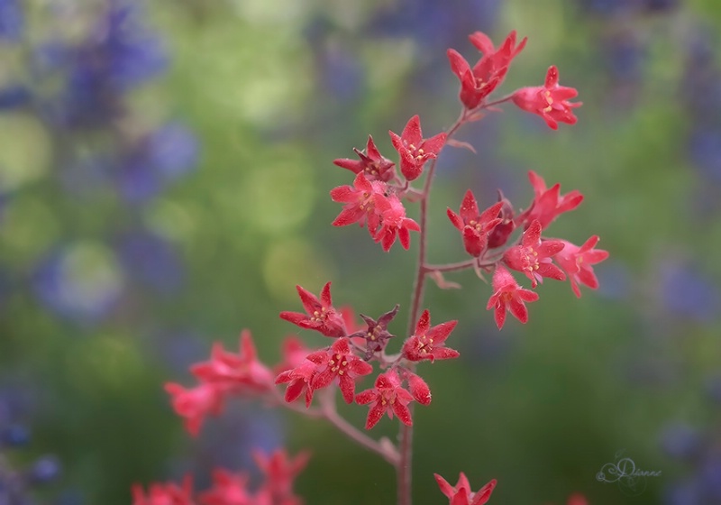 Coral Bells