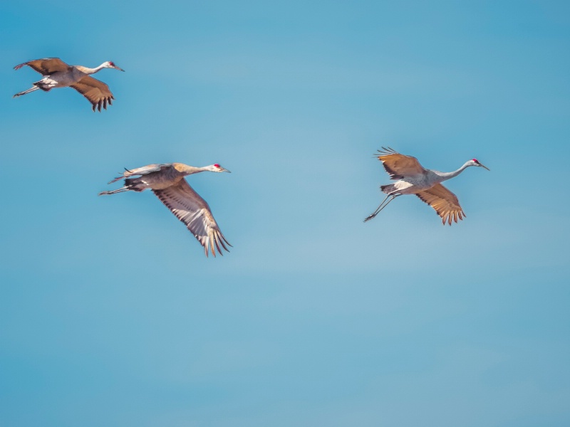 sandhill cranes 5