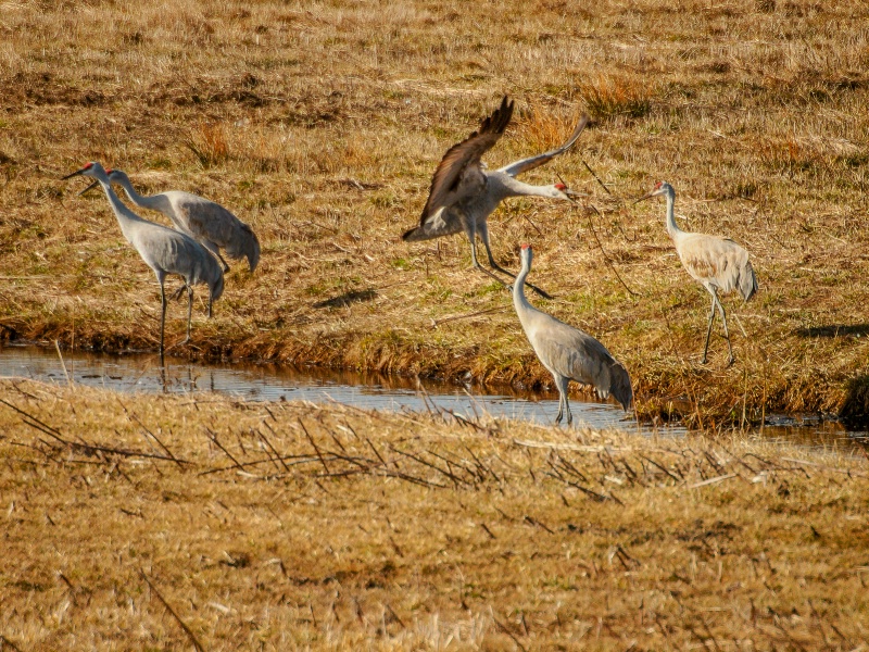 sandhill cranes 4