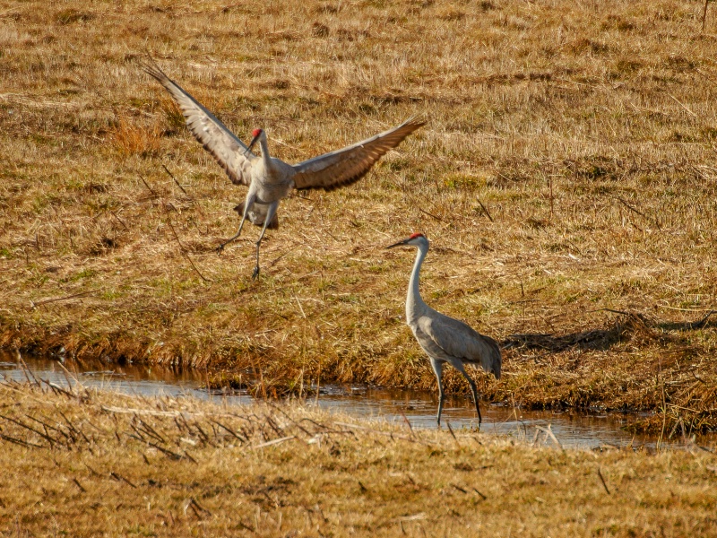 sandhill cranes 3