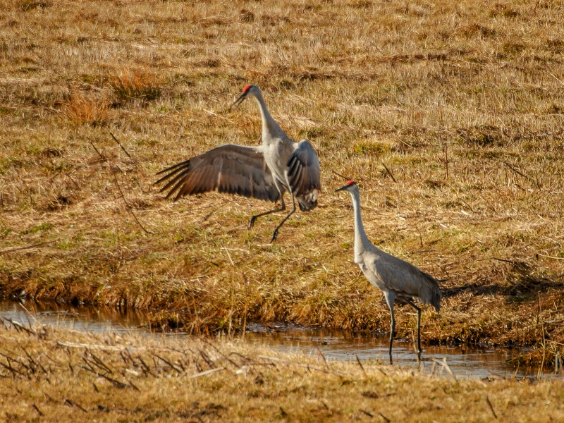 sandhill cranes 2