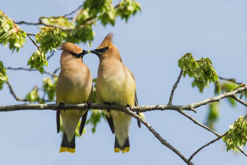 Courting Waxwings