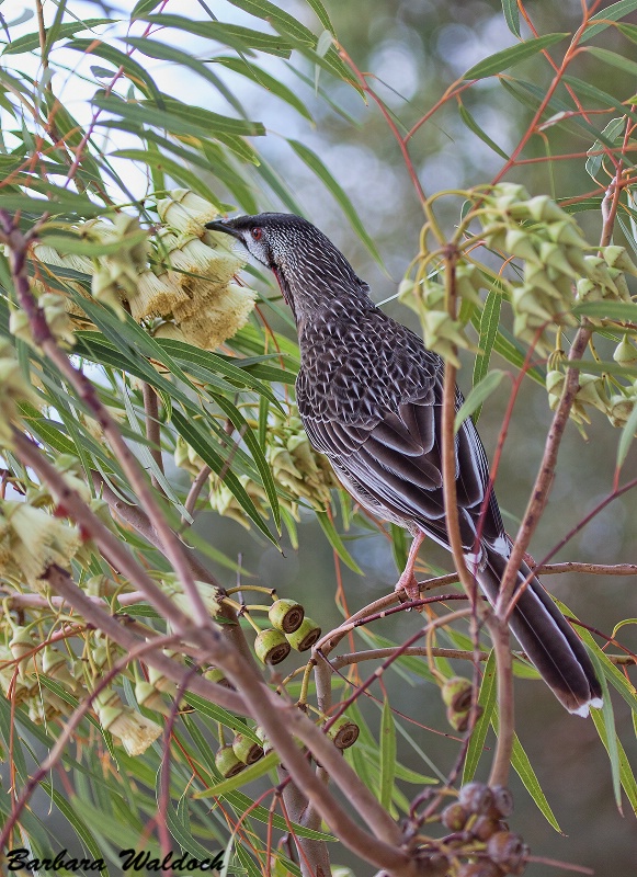 Sipping Eucalypt