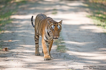 Tiger on the road !