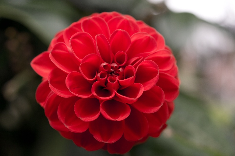 Red Dahlia