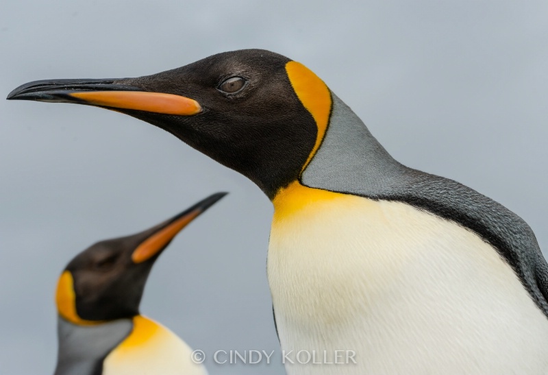 King Penguins