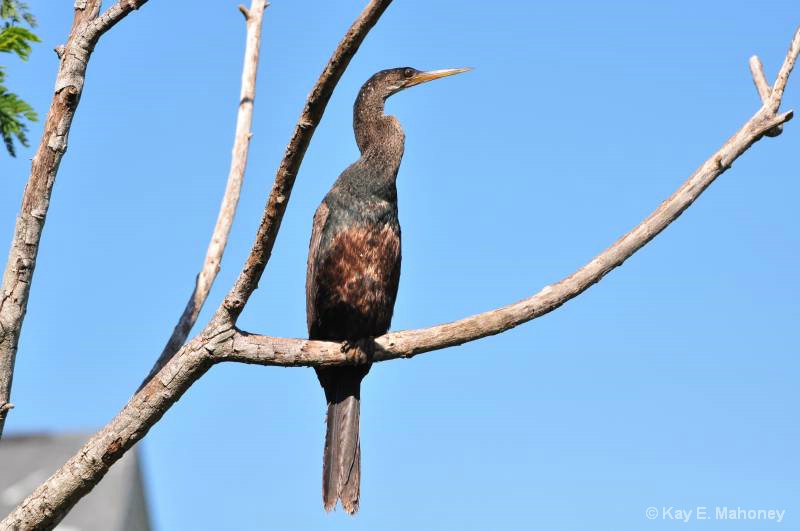 Anhinga