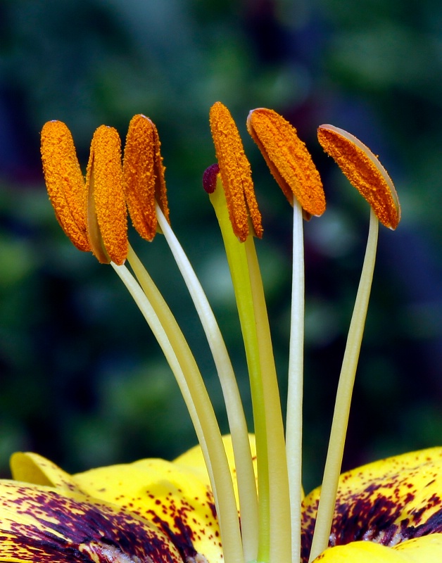 Backyard Blooms:  Having a Chat