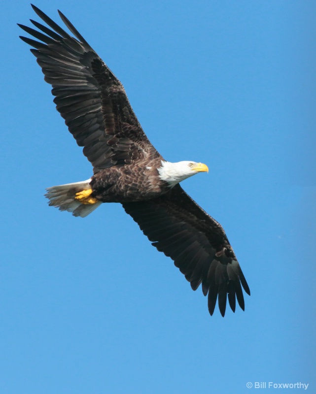 Bald eagle Exchange