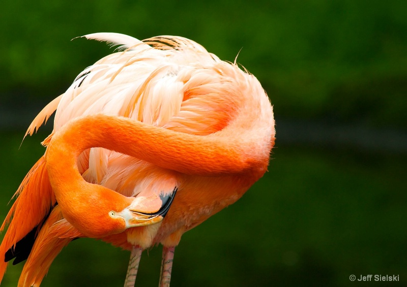 I Can Reach!!  Flamingo Preening Himself 