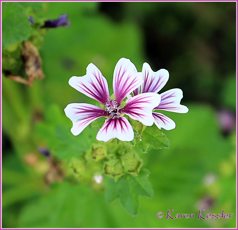 Pelargonium Elegans