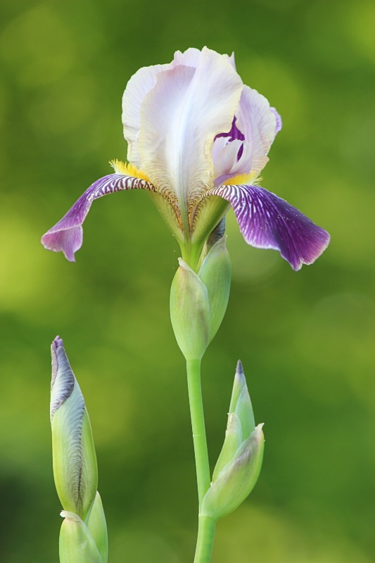 Iris - ID: 14913414 © Tammy M. Anderson