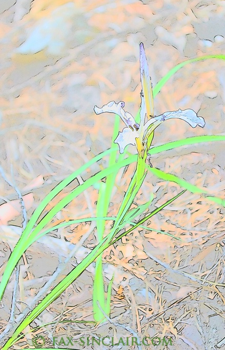 Mariposa Lily - ID: 14913491 © Fax Sinclair