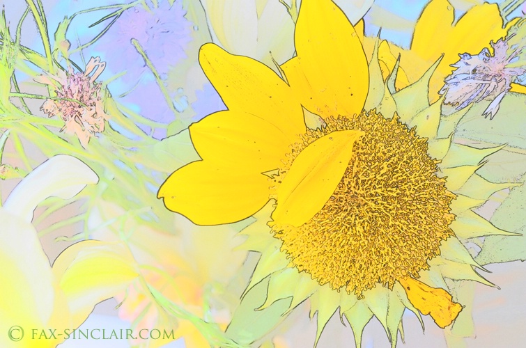 Sunflower  - ID: 14913493 © Fax Sinclair