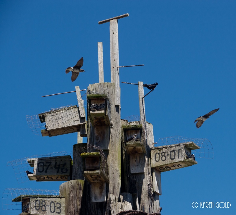 Condos for Swallows