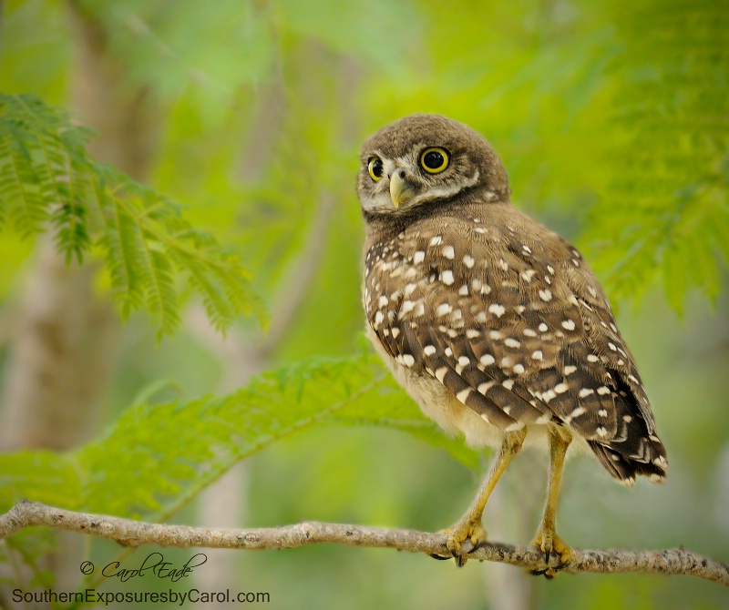 Burrowing Owlet - ID: 14913962 © Carol Eade