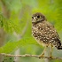 2Burrowing Owlet - ID: 14913962 © Carol Eade