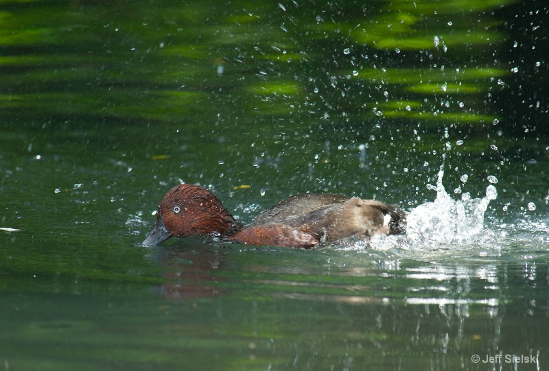 Splish Splash!!!  Cinnamon Teal Duck 