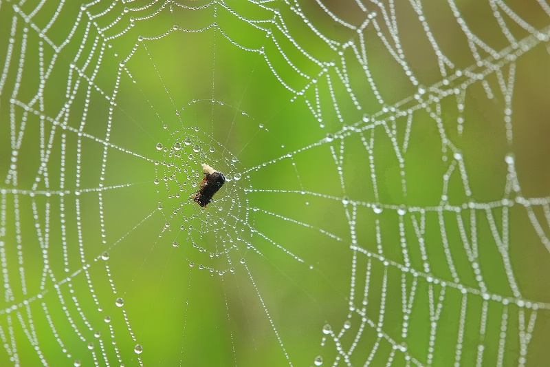 On the Web