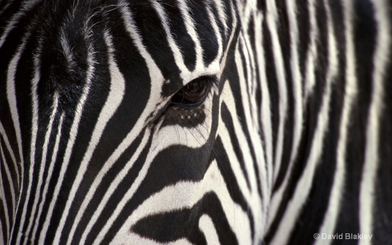 zebra face  small 