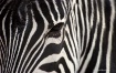 zebra face  small...