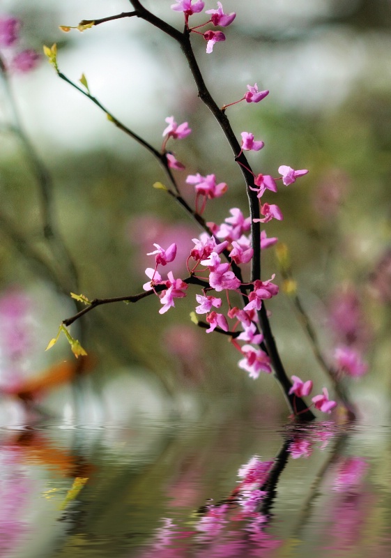 Red Bud Flood