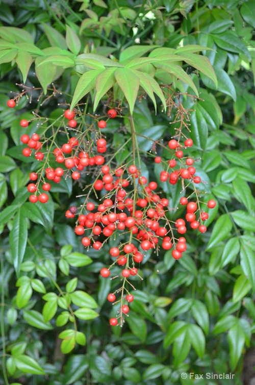 Red Berries  - ID: 14914572 © Fax Sinclair
